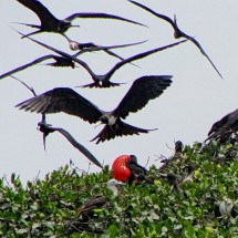 Flying sea swallows with red frigate bird